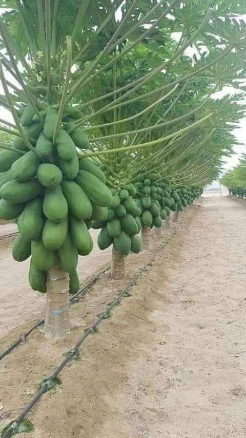Lilwa Marketplace products